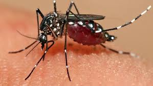 Mosquito Problems